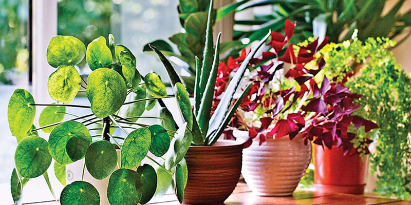 10 Best Indoor Plants that are Boon for your Lungs